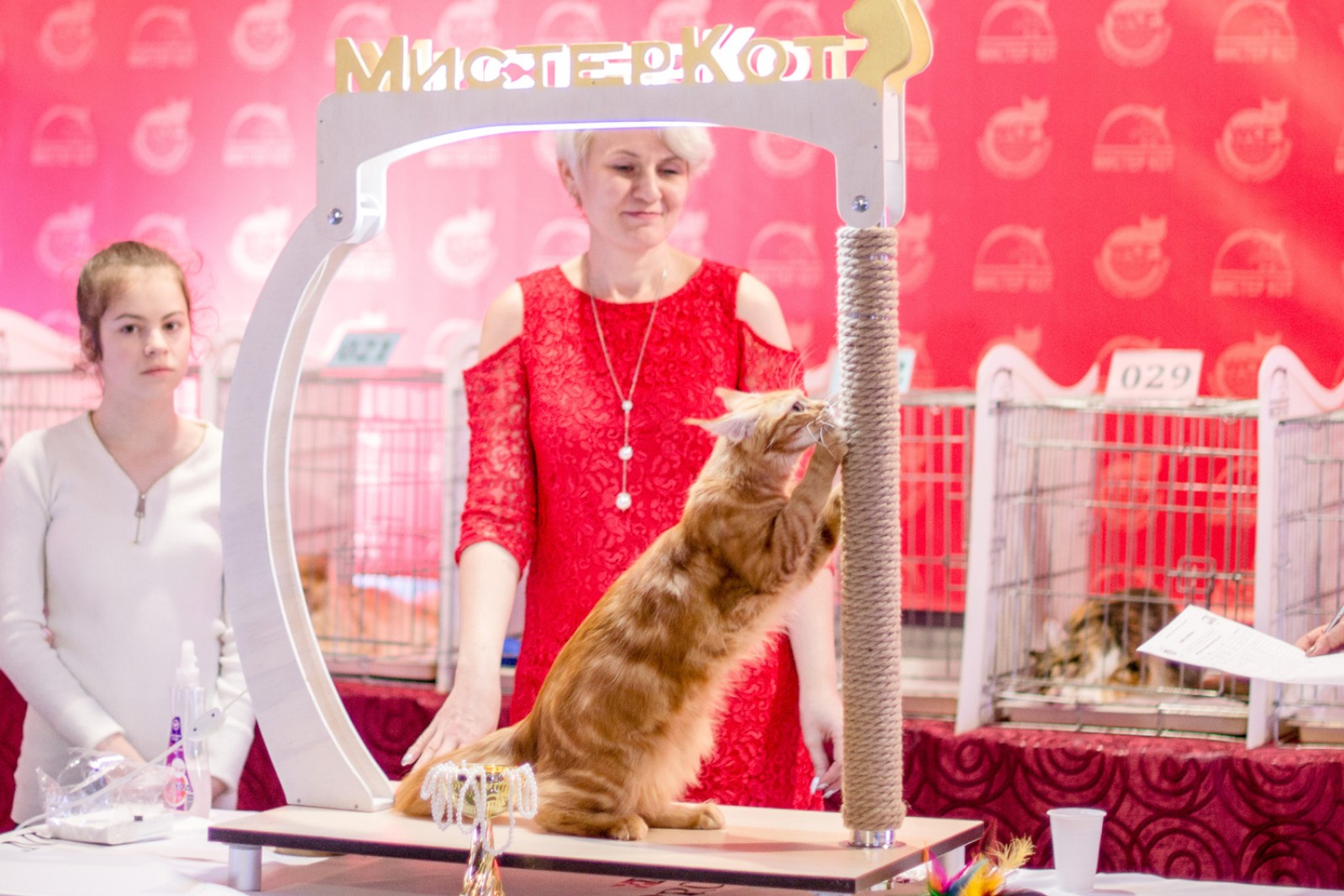 Выставка кошек Золотая Кошка Беларуси